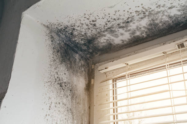 Trusted Black Mold Removal service in Huntington, VA - Cheap Mold Removal